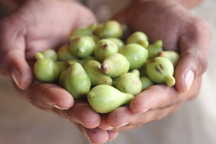 Unlock the Power of Kakadu Plum: The Ultimate Skin Care Secret from Down Under - Enviabelle
